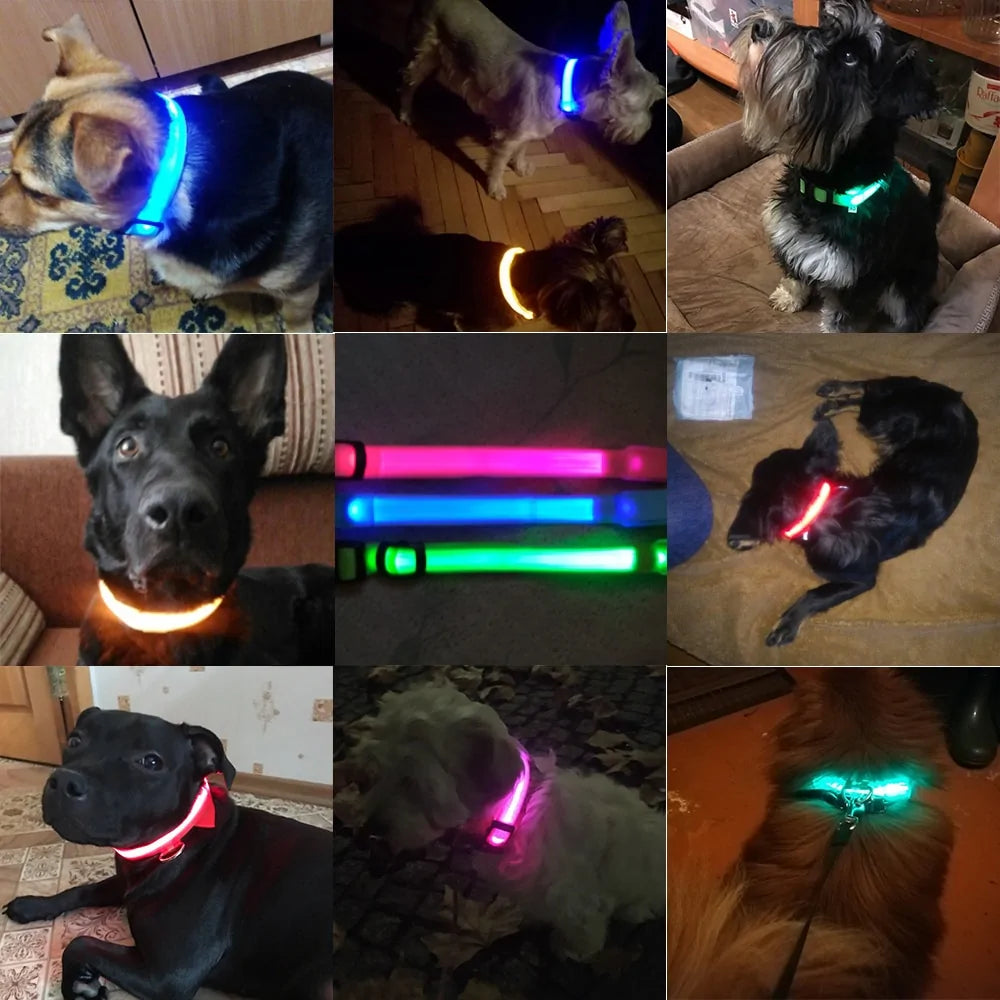 Get 20% OFF an LED Dog Collar  + a FREE Copy Of - 15 Essential Safety Tips for Walking Your Dog at Night - eBook